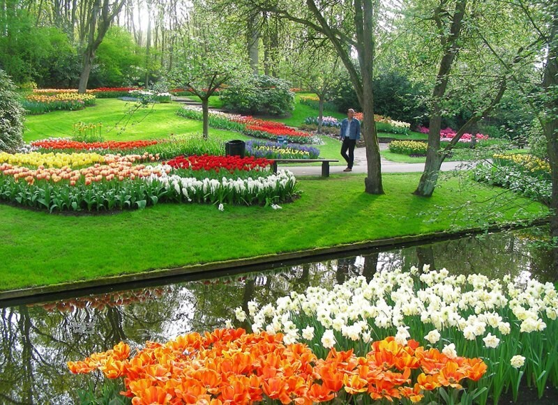 Кекенхоф (Keukenhof) - королевский парк цветов в Нидерландах