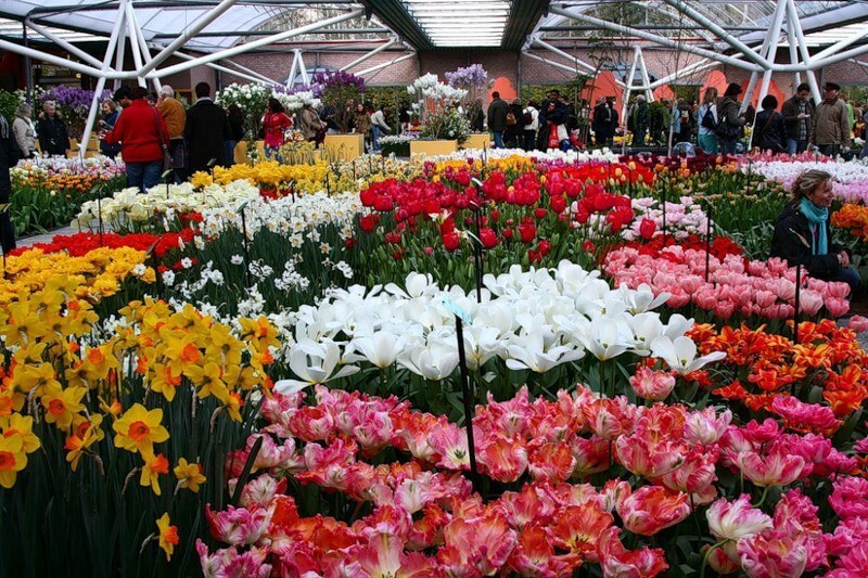 Кекенхоф (Keukenhof) - королевский парк цветов в Нидерландах