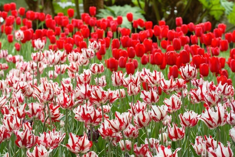 Кекенхоф (Keukenhof) - королевский парк цветов в Нидерландах