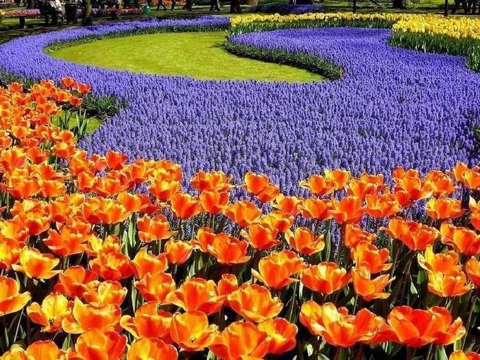 Кекенхоф (Keukenhof) - королевский парк цветов в Нидерландах