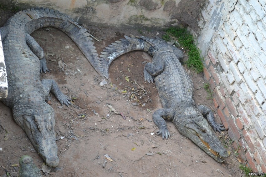 романтичные крокодильчики