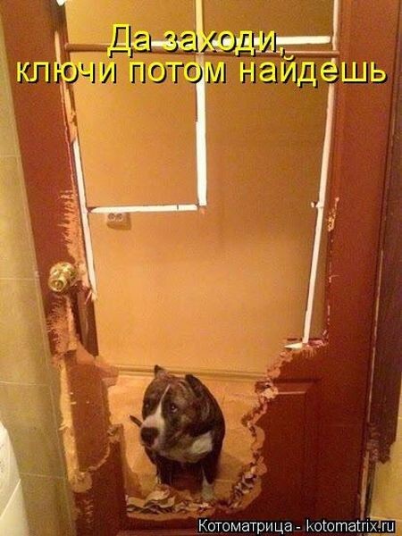 Котоматрицы (картинки с надписями)