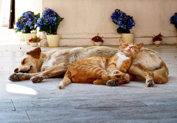 25 кошек, которые используют собак вместо подушек
