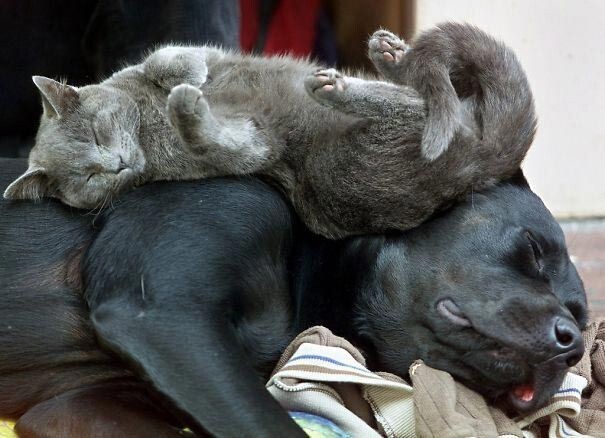 25 кошек, которые используют собак вместо подушек