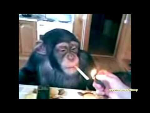 Накурили обезьяну 