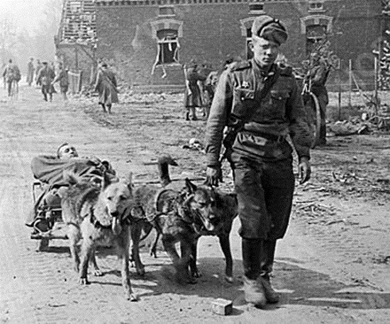 Животные - герои Великой Отечественной Войны