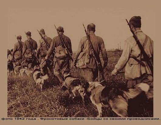 Животные - герои Великой Отечественной Войны