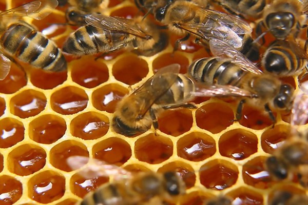 Как мёд влияет на человека