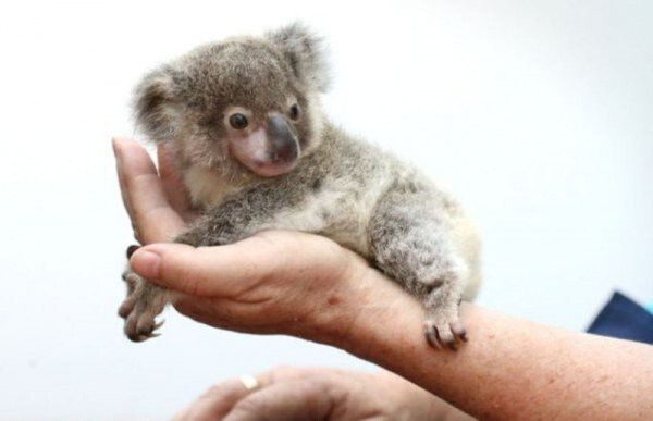 Крошка-коала из Австралии