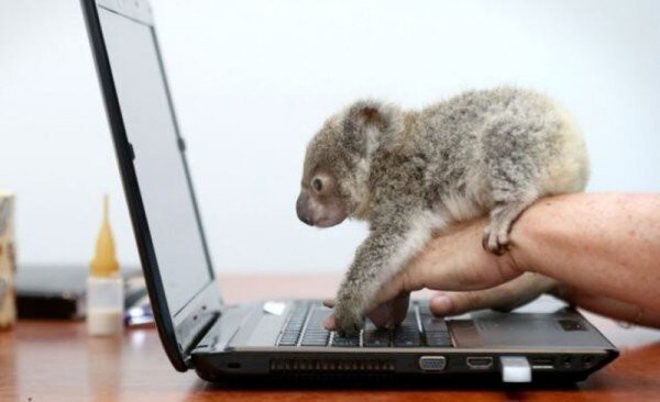 Крошка-коала из Австралии