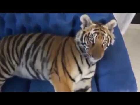 Пробуждение домашнего тигра 