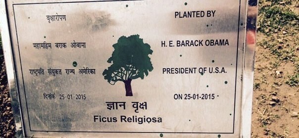 Посаженное Обамой в Индии дерево чахнет и умирает