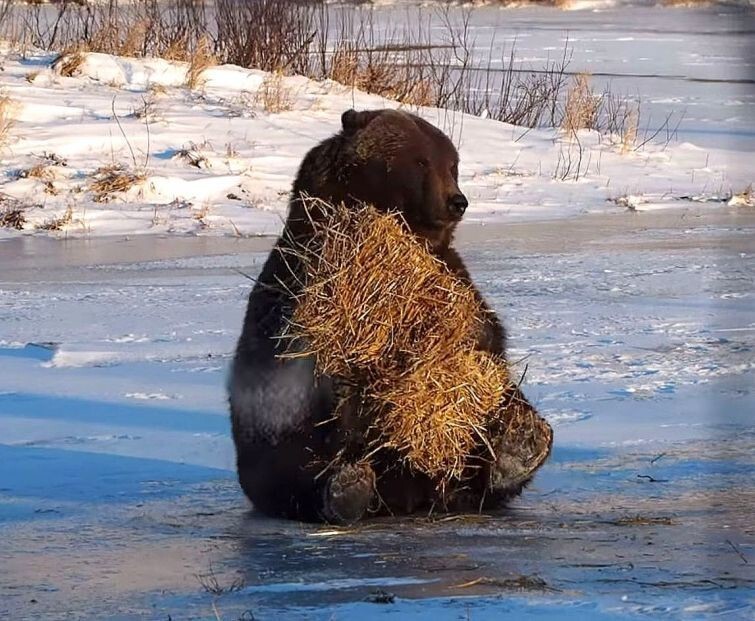 Этот медведь никогда не был так счастлив