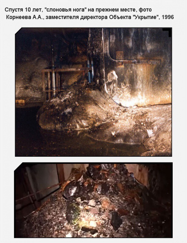 «Слоновья нога» в зоне отчуждения Чернобыльской АЭС 