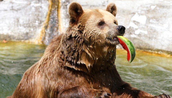 Российские медведи-алкоголики будут спасены Европой