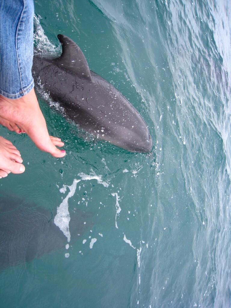 А вот и дельфины