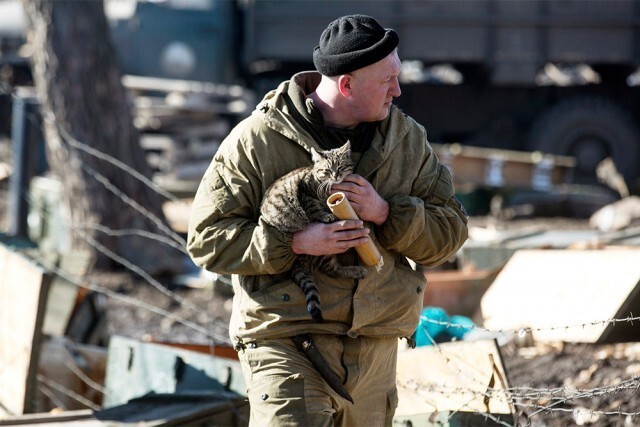 Кошки и собаки на войне в Донбассе