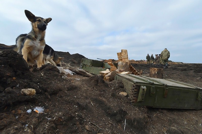 Кошки и собаки на войне в Донбассе