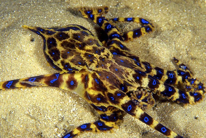 Синекольчатый осьминог