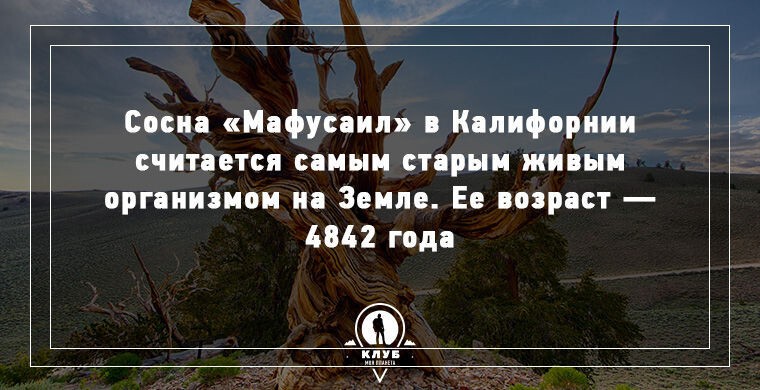 9 фактов о деревьях