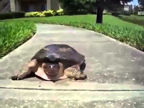 Быстрая черепаха 