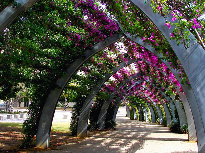Сказочные живые туннели из деревьев
