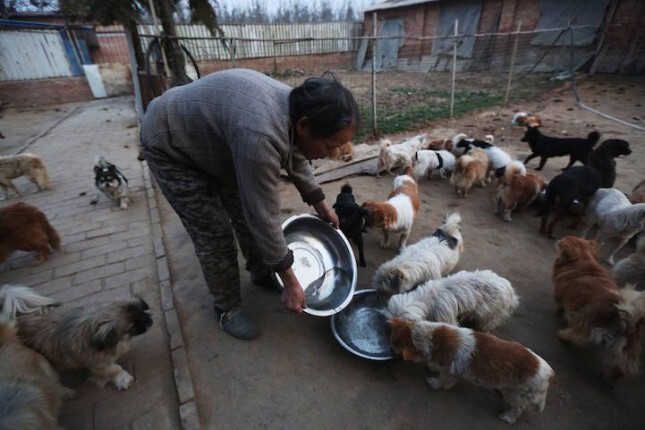 1300 моих собак — частный приют Вань Янфань