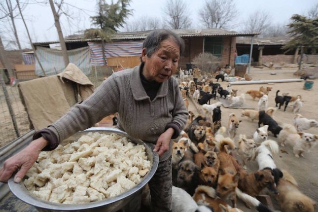 1300 моих собак — частный приют Вань Янфань
