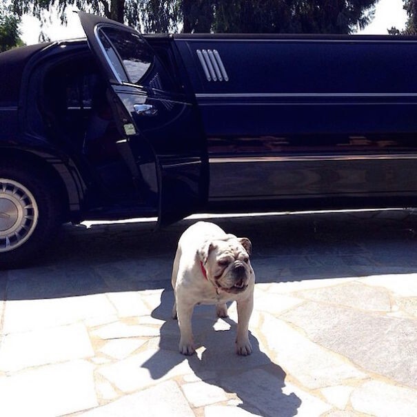 Самые богатые собаки в Instagram*