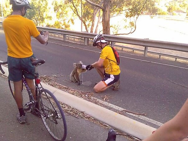 Велосипедисты остановились в жаркий день на дороге, чтобы напоить коалу