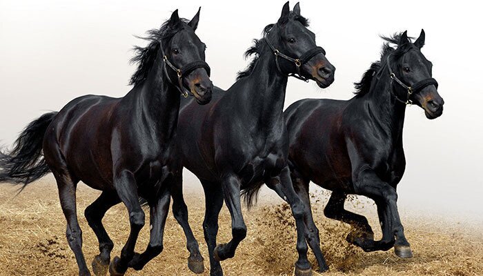 1. Мустанги — это красивые и грациозные лошади