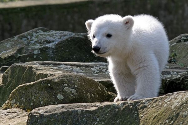 Белые и пушистые: знаменитые полярные медведи