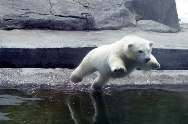 Белые и пушистые: знаменитые полярные медведи