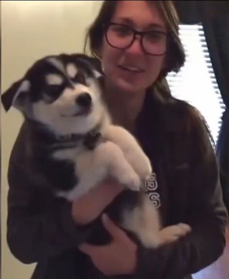 Разговорчивый щенок хаски стал звездой интернета (видео)
