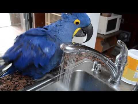 Расточительный попугай моется 