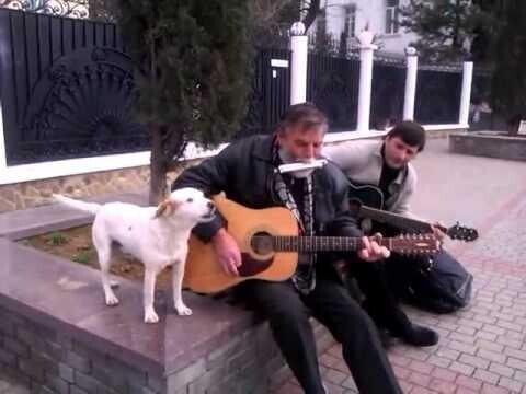 На набережной в Балаклаве выступает пёс-музыкант 