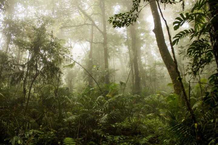 14. Говоря о лесах: в Индонезии они воистину великолепны