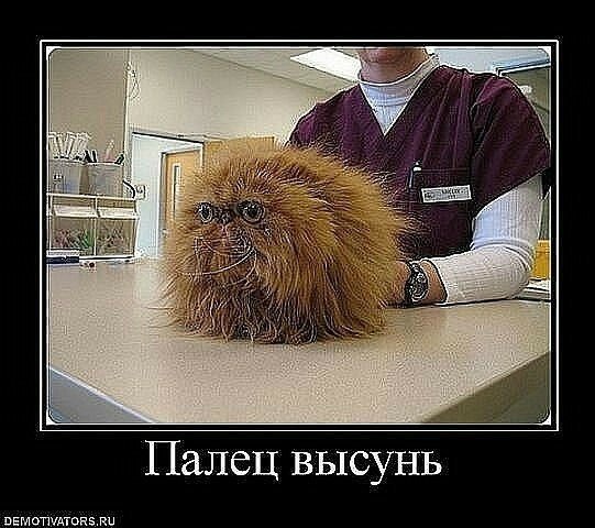Сборник лучших приколов 2015 выпуск 