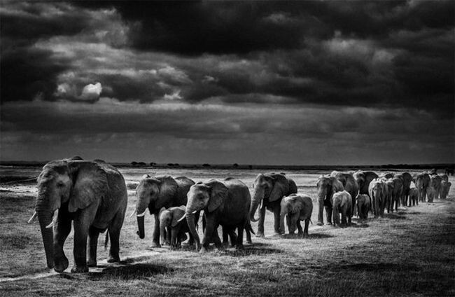 Дикая Африка в фотографиях Лорана Бау