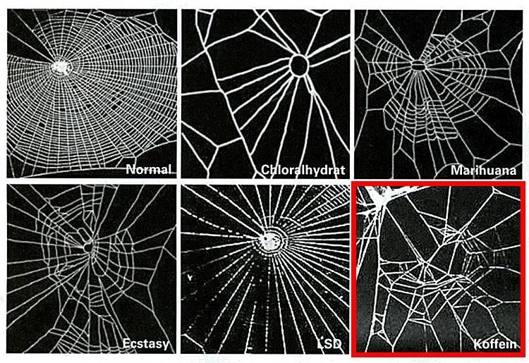 12. Способность пауков плести паутину под действием различных веществ