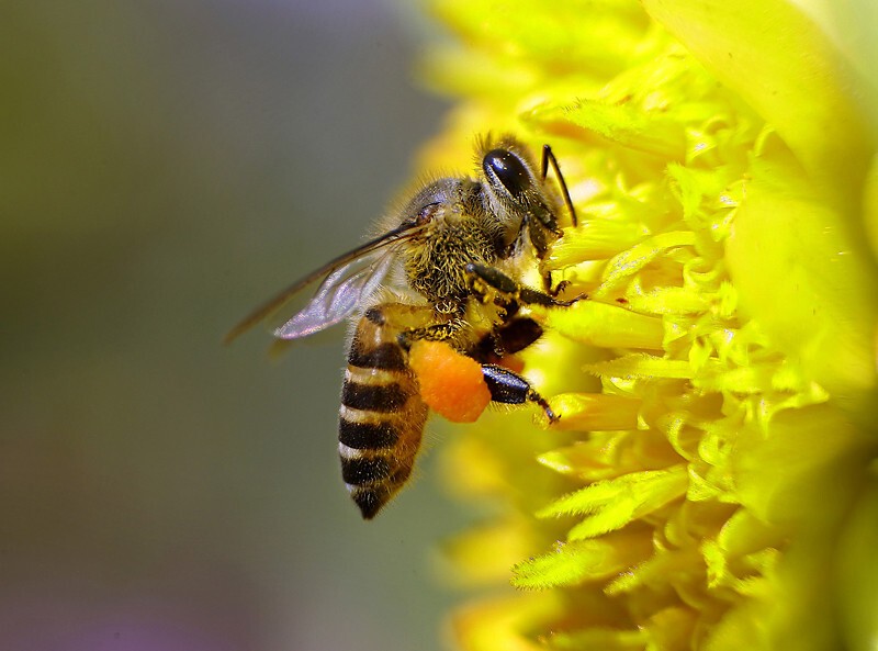 Как жужжит пчела