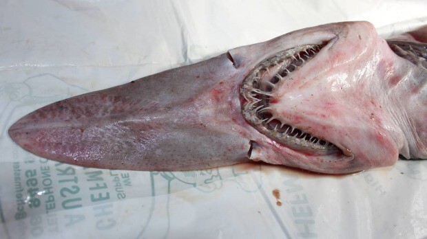 У берегов Австралии поймали акулу-гоблина!