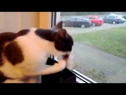 Реакция кота на камеру 