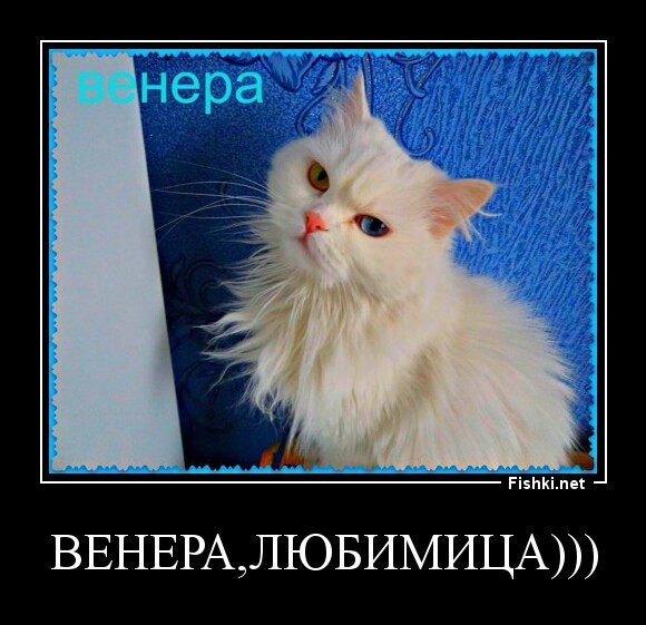 ВЕНЕРА,ЛЮБИМИЦА)))