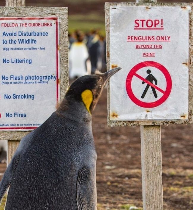 Заминированное побережье стало домом для миллиона пингвинов