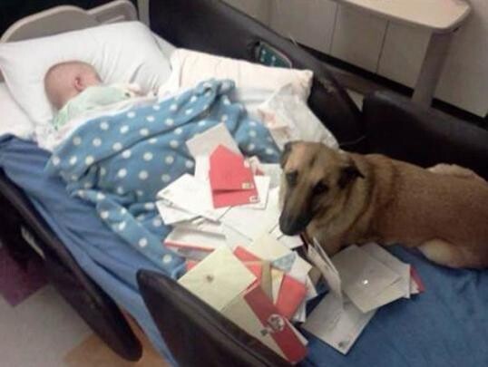 Спасенная собака помогает мальчику с синдромом Санфилиппо 