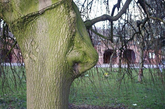 Вы когда-нибудь видели дерево с носом? 