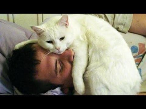 Кошки будят своих хозяев 