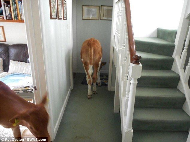 Вот так встреча: женщина вышла из душа и обнаружила коров в доме