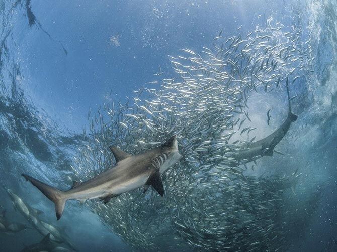 Подводная охота, Южная Африка